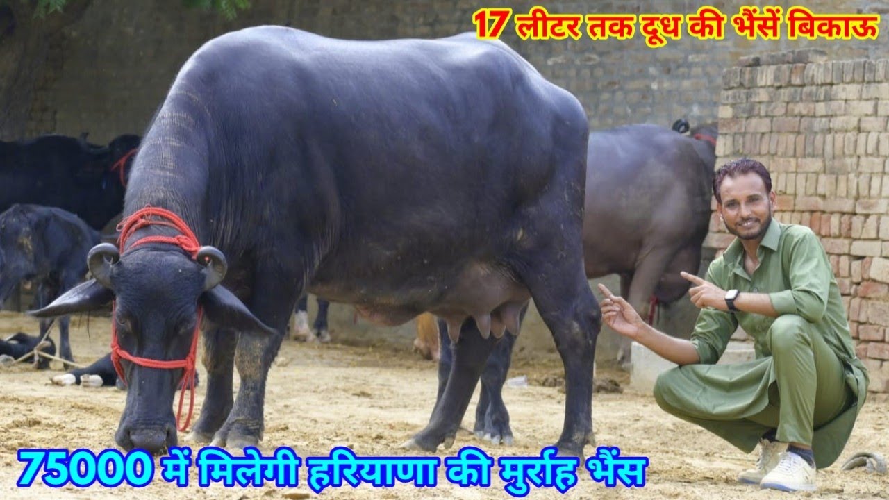 75000 से शुरू हैं दाम। 17 लीटर तक दूध की 6 भैंसें बिकाऊ। Raju Dairy Farm, Bathinda Punjab