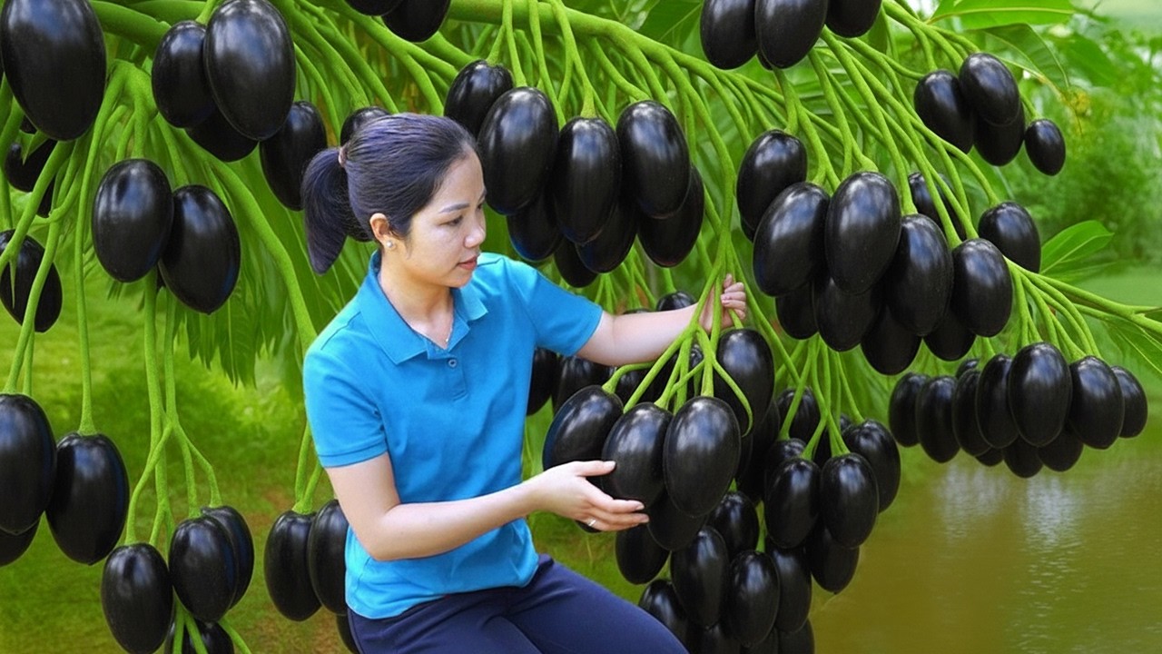 Harvesting 1000kg Tomato Cherry, MELON Goes To Market Sell | Diem-Free Bushcraft