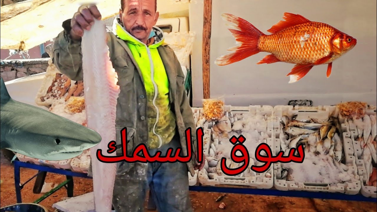 أجيوا تشوفوا سوق السمك بمدينة القصيبة كلشي موجود تبارك الله 😍😍😍