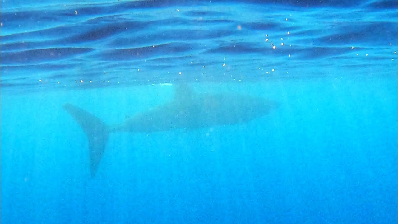 Avvistamento Squalo in Calabria