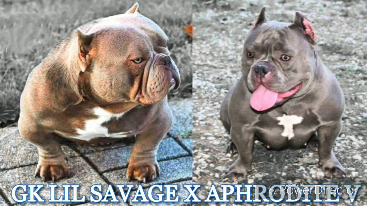 Exotic Breeding Bape Blood