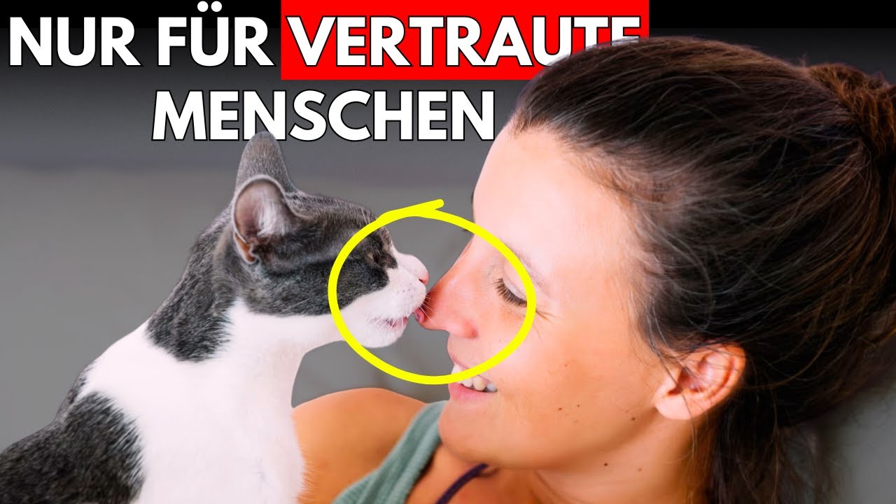 Nur Katzen, die dir zu 100 % vertrauen, zeigen diese 6 seltenen Verhaltensweisen