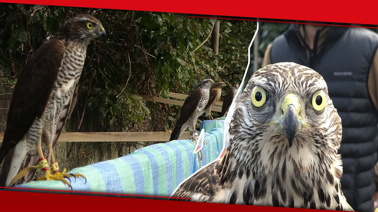 Rize’nin Atmacacılık Kültürü ‘Fetival’ ile Taçlandı