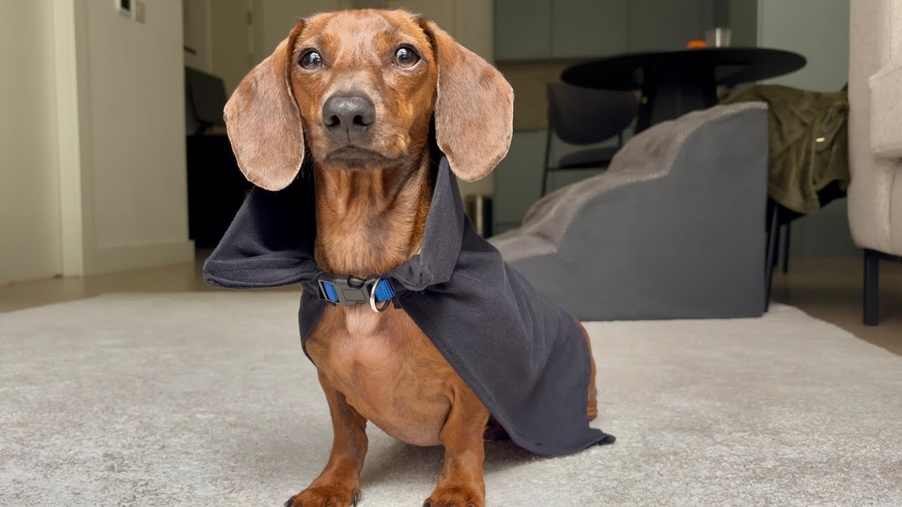 Mini dachshund helps make his costume for Halloween 🎃