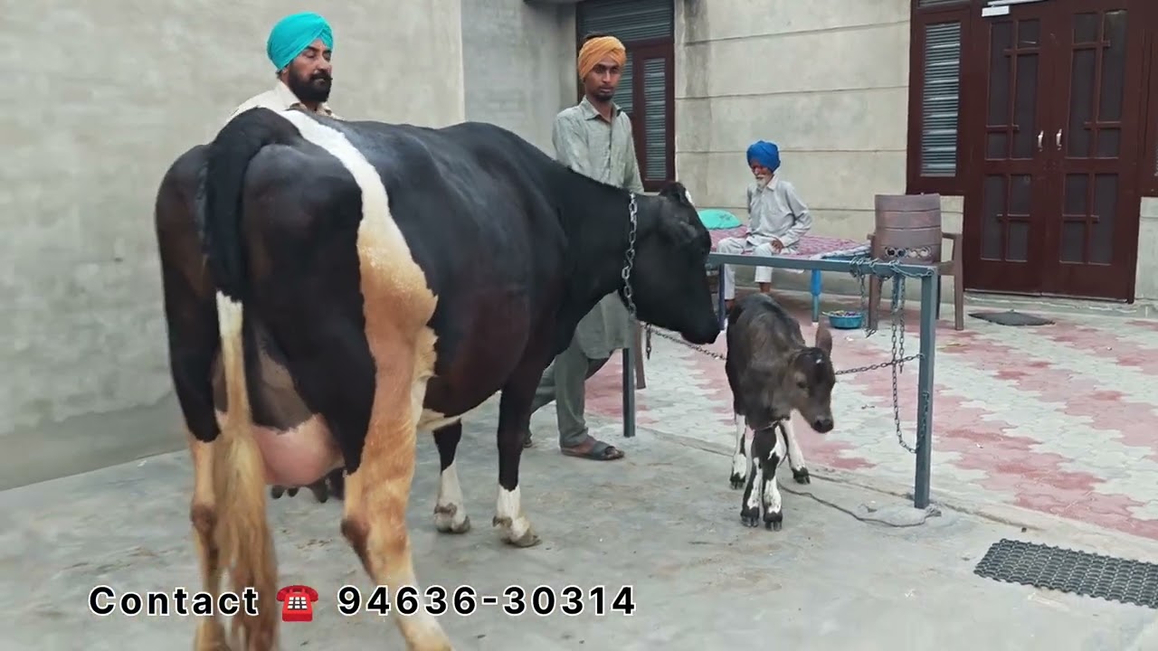 ਬਹੁਤ ਸੋਹਣੀ ਤੇ ਚੰਗੀ ਵਹਿੜ ਵਿਕਾਊ 👌💎