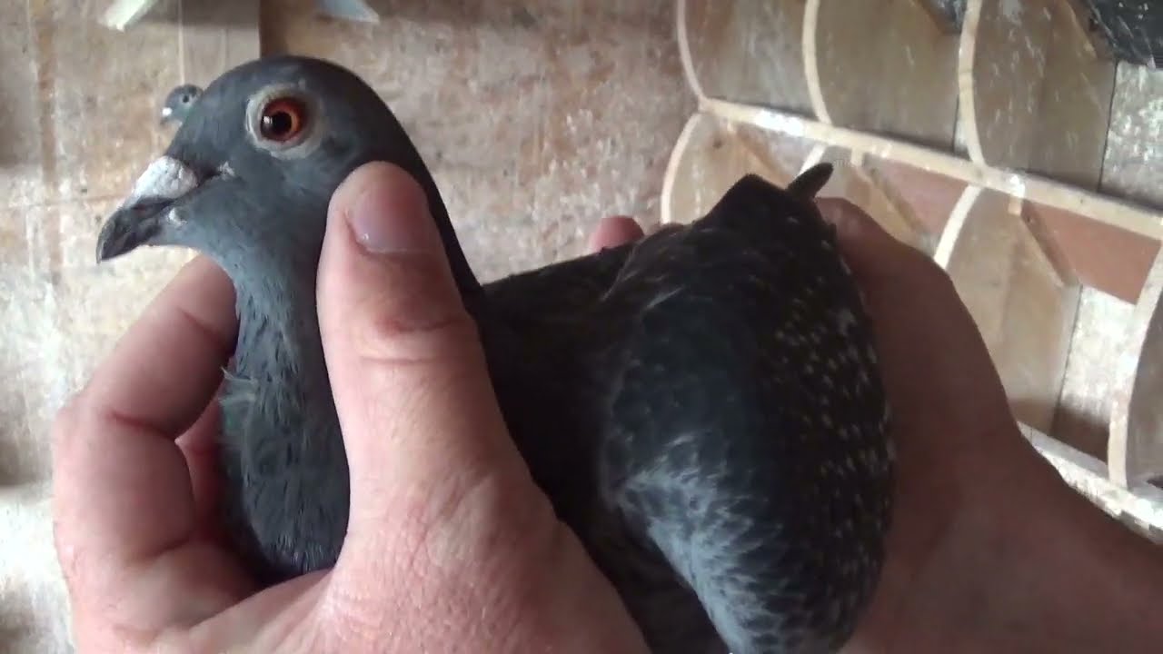 Columbofil Manea Ilie Ionut Maracineni Buzau Romania femele de zbor 28 mai 2023