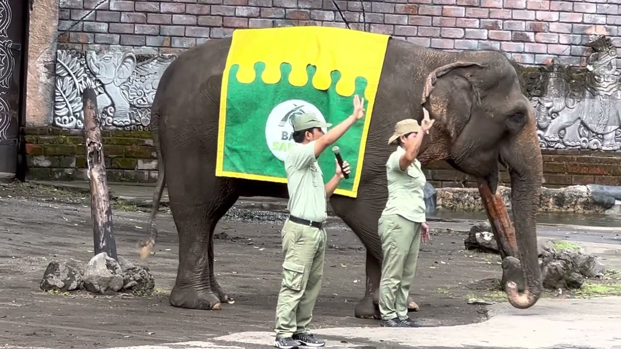 Elephant Show at Indonesia Bali Safari