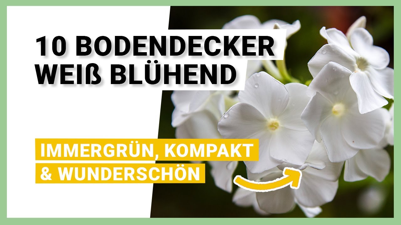 Die sch&ouml;nsten 10 Bodendecker wei&szlig; bl&uuml;hend: Nat&uuml;rliche & edle Bepflanzungsm&ouml;glichkeiten