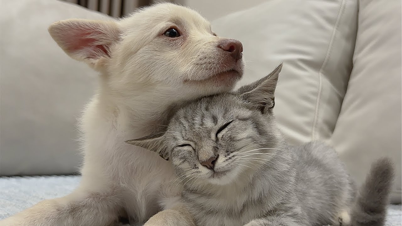 Abandoned Puppy Meets Kitten for the First Time — His Reaction Will Melt Your Heart!