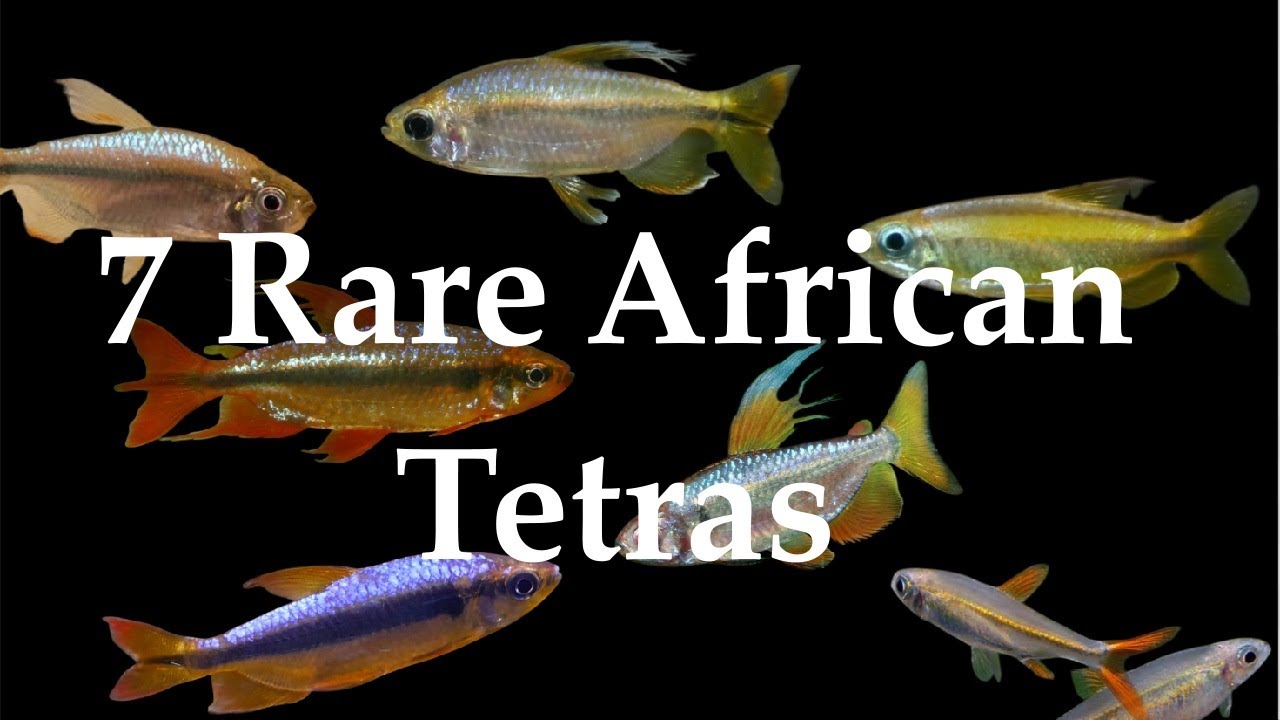 7 Rare African Tetras - Discover Beautiful Congo Tetra Species