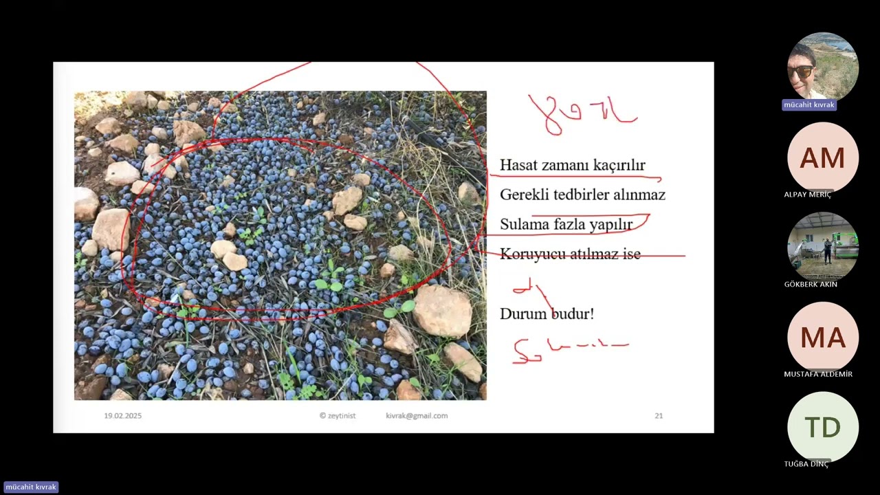 zeytinde hasat zamanı