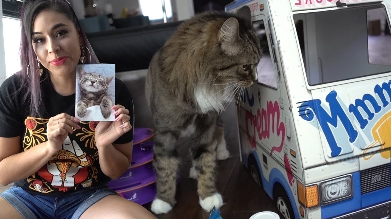 Mystery Box for MY CATS! From Stacyplays