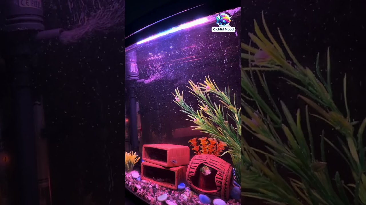 نصف ساعة من الهدوء مع السيكلد 🌿 30 Mins of Relaxing Cichlid Vibes
