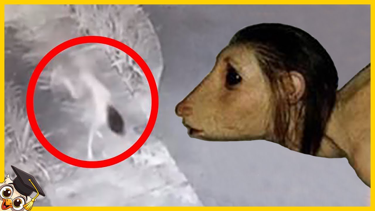 10 Scary Creatures Caught on Camera - Part 3