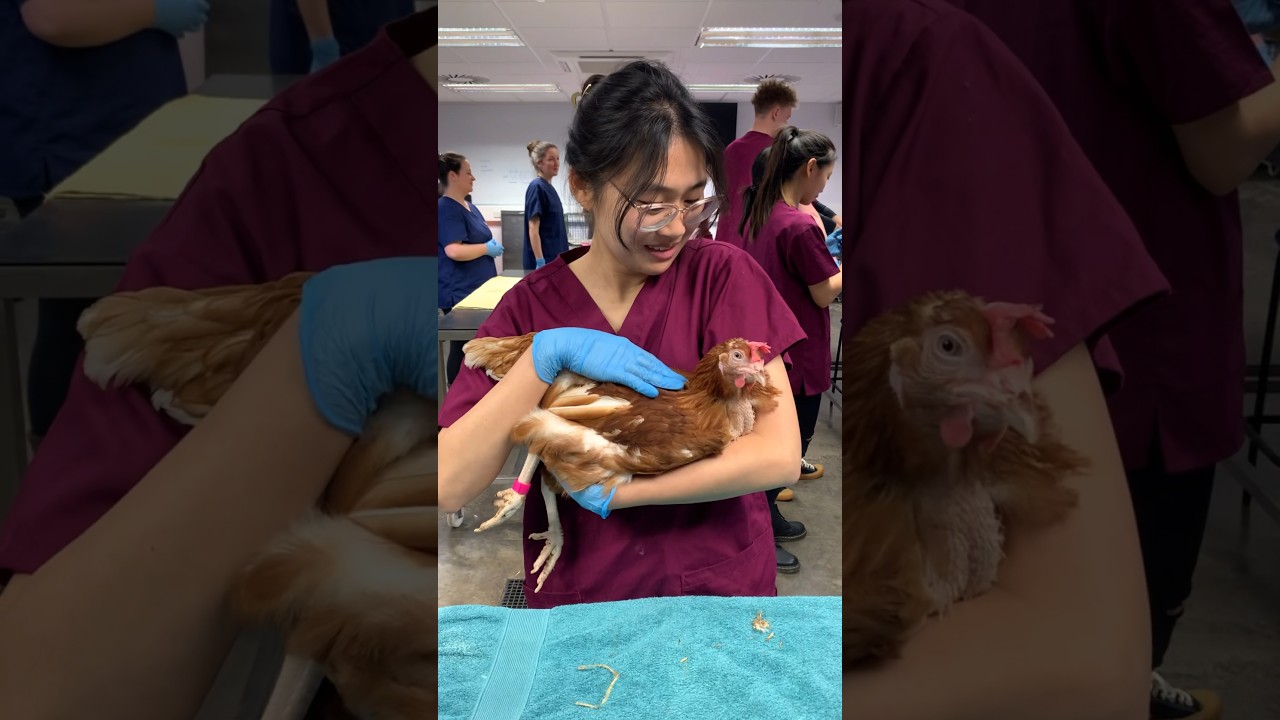Vet school vlog| Bird handling practical 🐓🦜 