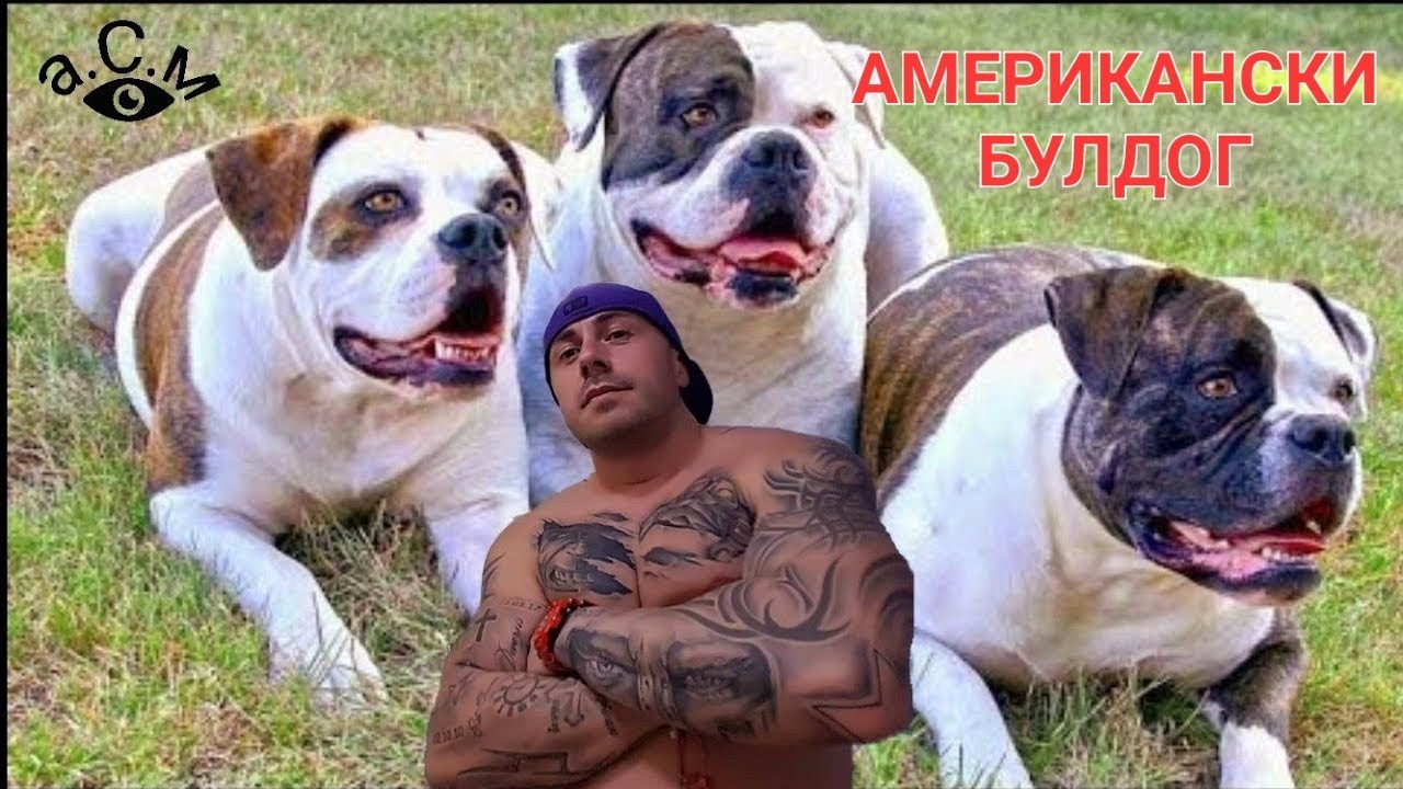 АМЕРИКАНСКИ БУЛДОГ - ЛЮБОПИТНИ ФАКТИ И ПОВЕДЕНИЕ    а.С.м