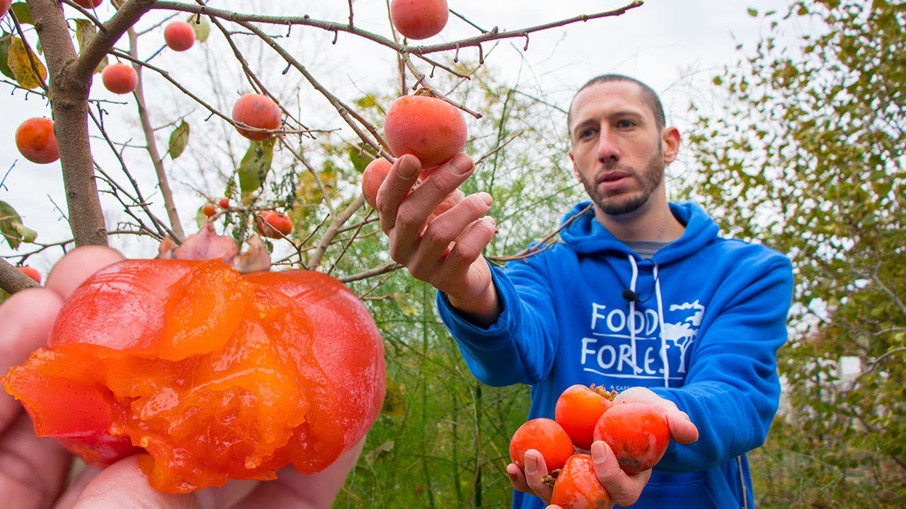 AMAZING Persimmon Harvest | Eating the Divine Fruit from My Backyard Garden