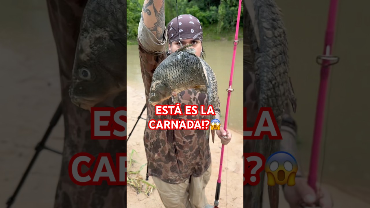 CARNADA GIGANTE PARA PESCADO GIGANTE⁉️😱 #fishing #baitfishing #pesca