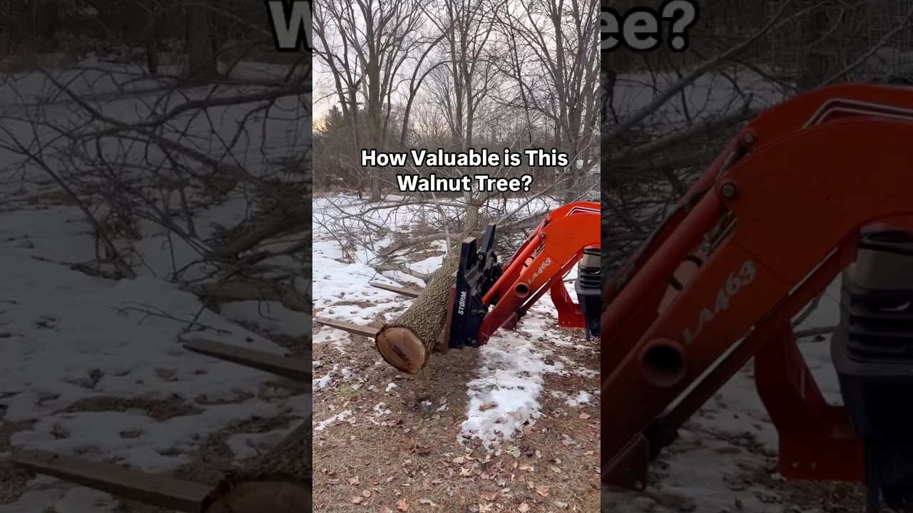 Насколько ценно это ореховое дерево?