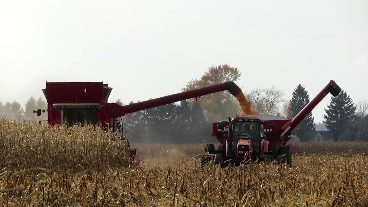 Harvest 2020 | Massey Ferguson Combine Harvesting Corn | Corn Harvest 2020