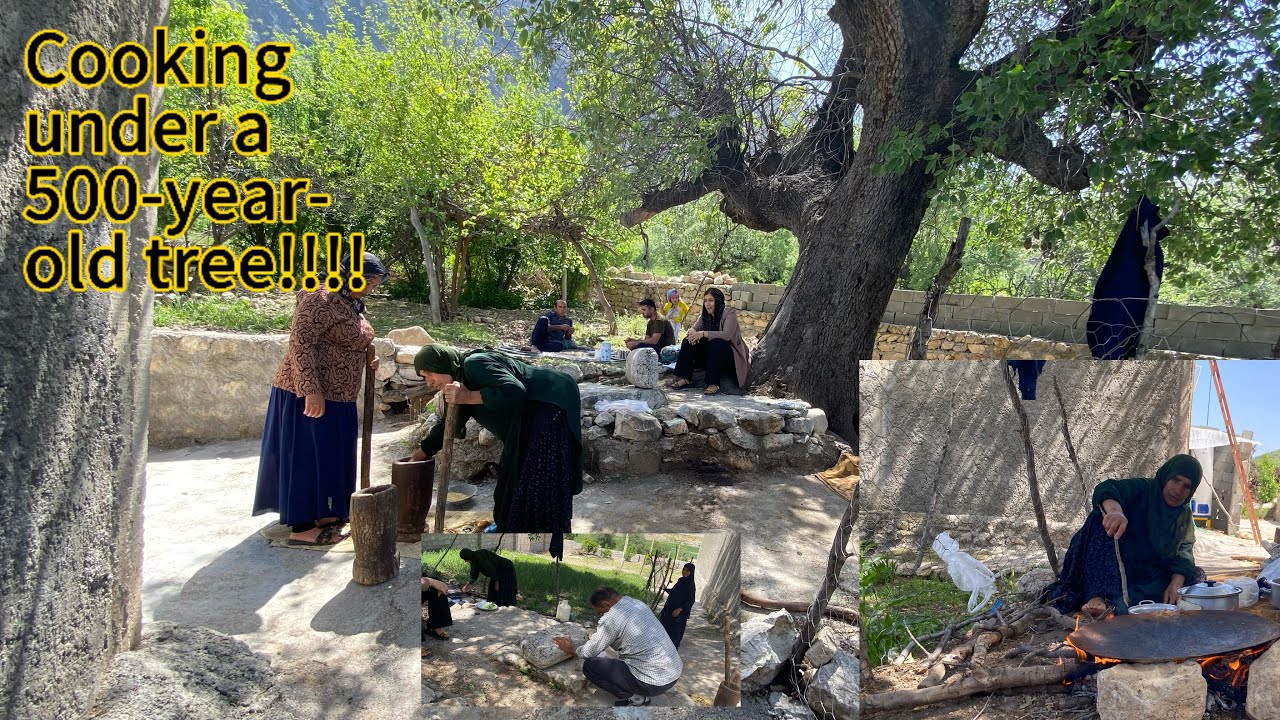 Cooking under a 500-year-old tree!!!!