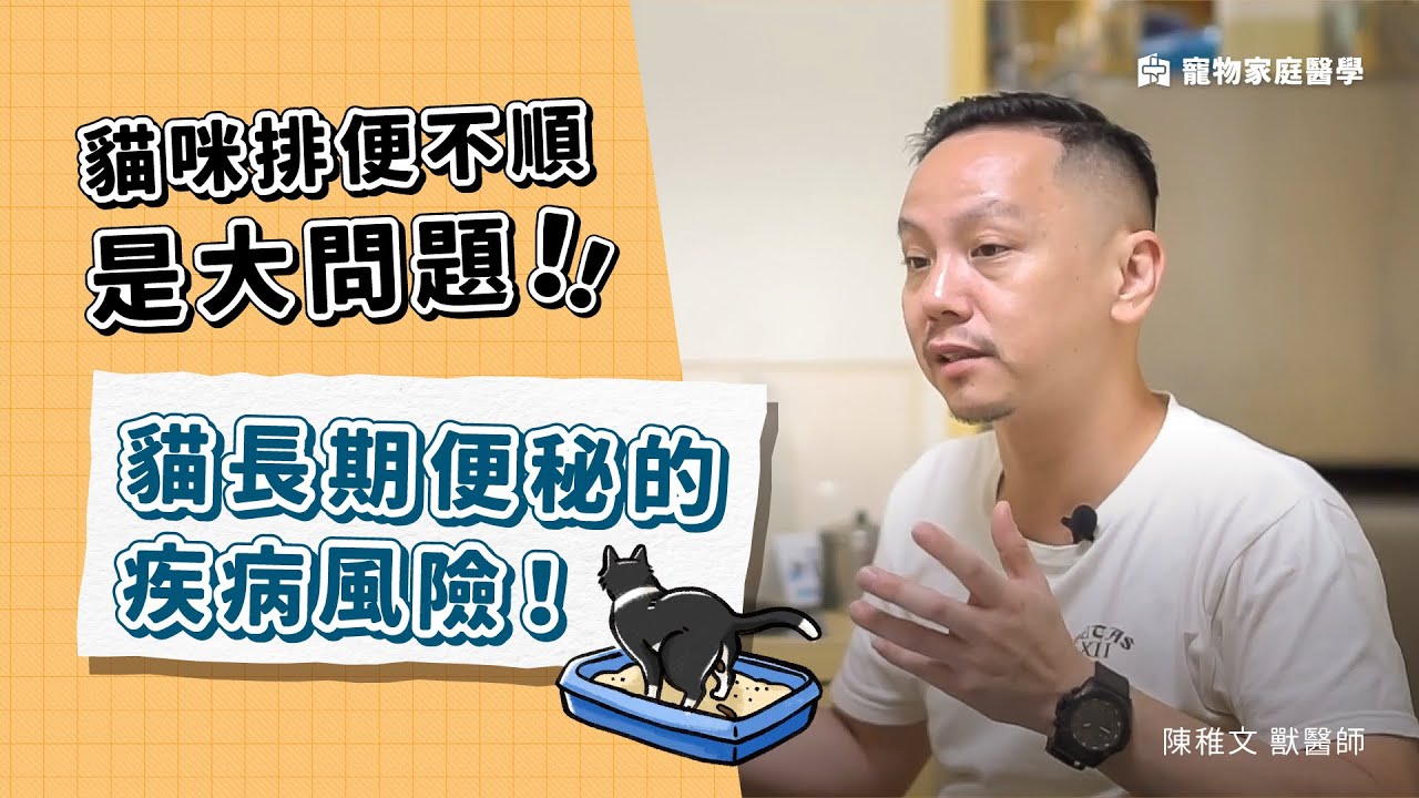 貓咪排便不順是大問題！貓長期便秘的疾病風險｜寵物家庭醫學