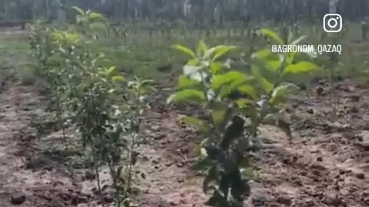 Күзде жеміс ағаштарын тыңайту керек пе?