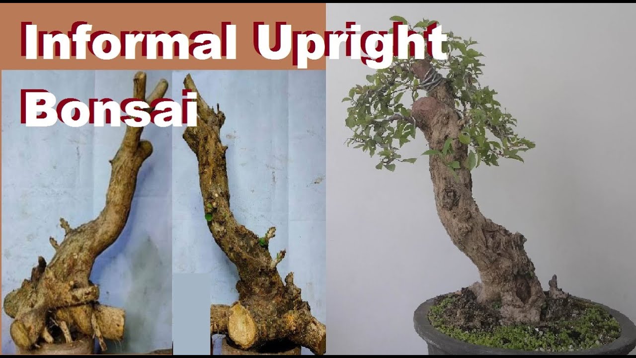 Informal Upright Bonsai