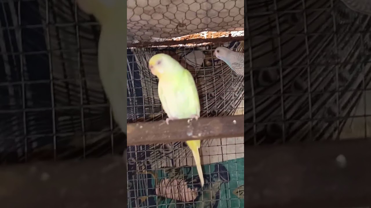 budjigs parrot 🦜 colony. #shorts #birds #parrot #video .