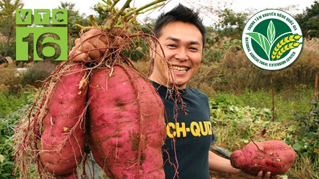 Kỹ thuật chăm sóc để khoai lang to củ | VTC16