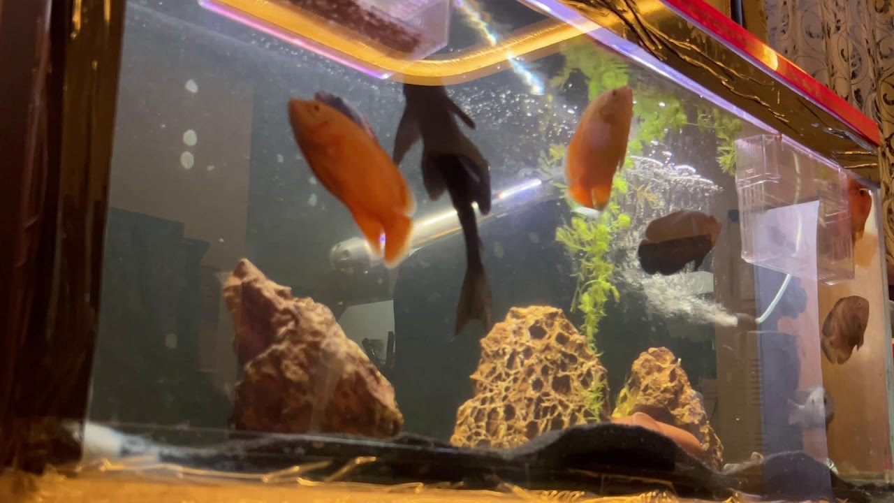 live aquarium at night 🌙 | calm fish tank #arowana #aquarium #fish #livefeed #live #trendingvideo