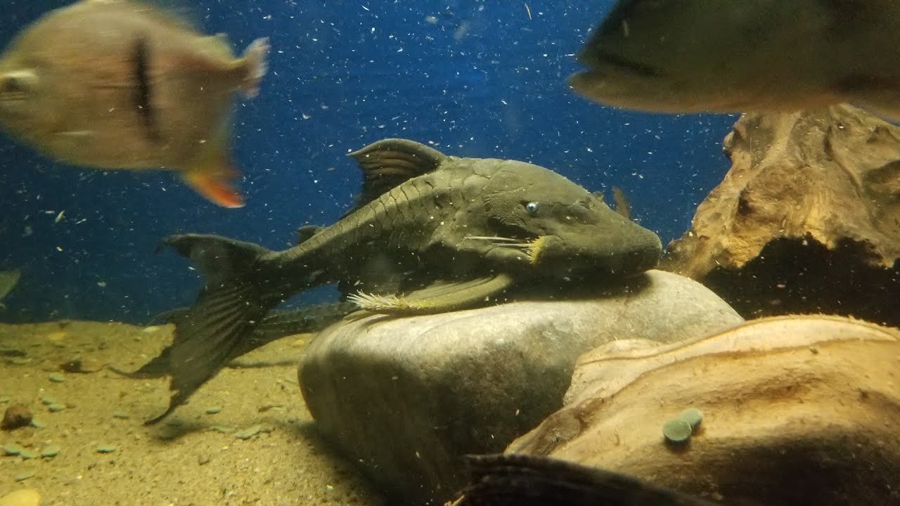 FIRST TIME!!  FISHROOM TOUR OF MY FISH AND TANKS!