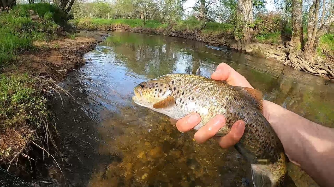 Encuentro un precioso tramo: Pesca de Truchas a cucharilla 2025