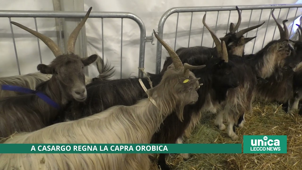 A Casargo regna la capra orobica
