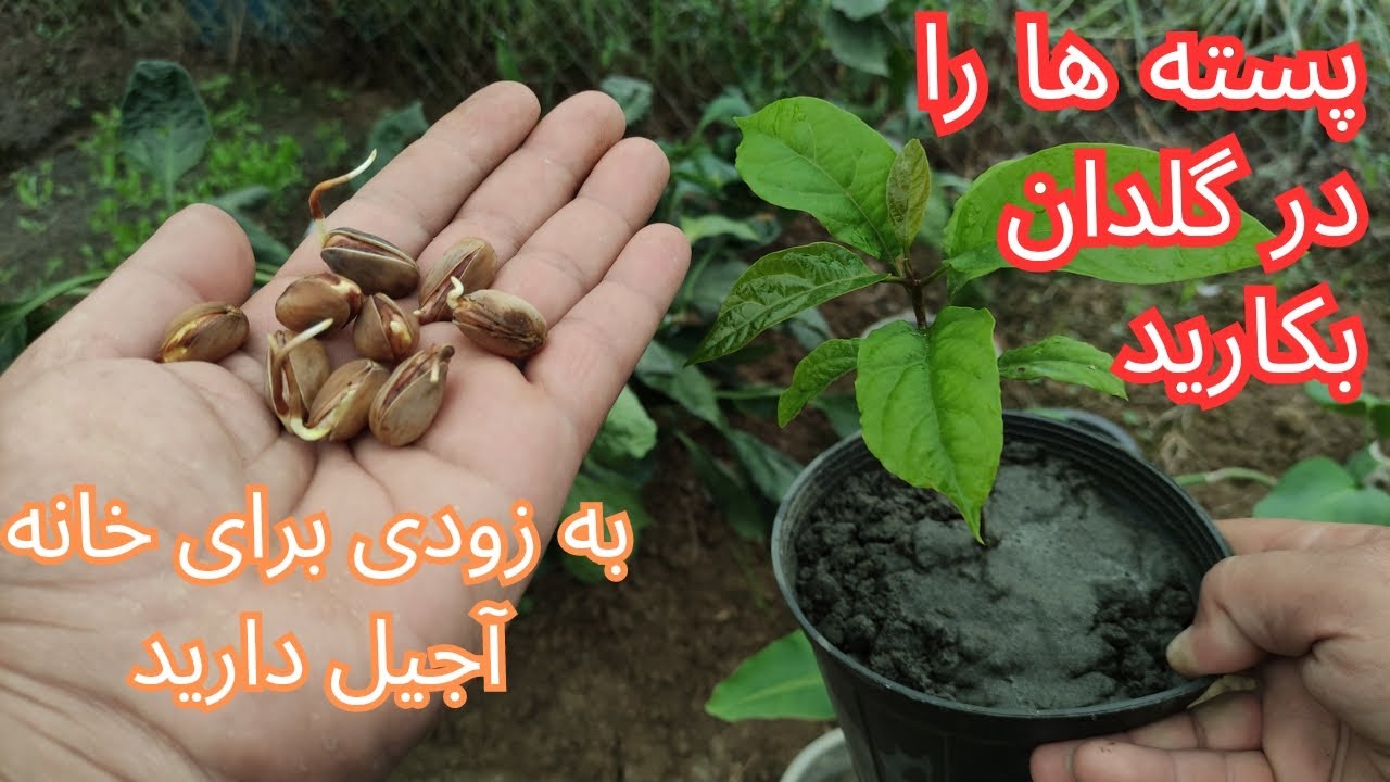 کاشتن پسته آنقدر آسان است که نمیدانم چرا شما امتحان نمیکنید و همچنان پسته میخرید