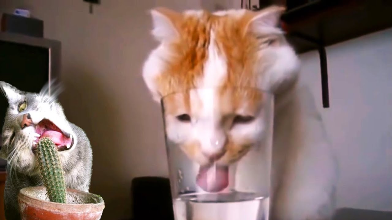 Смешные коты и кошки 2021 Лучшие приколы про кошек и котов. Funny Cats #2