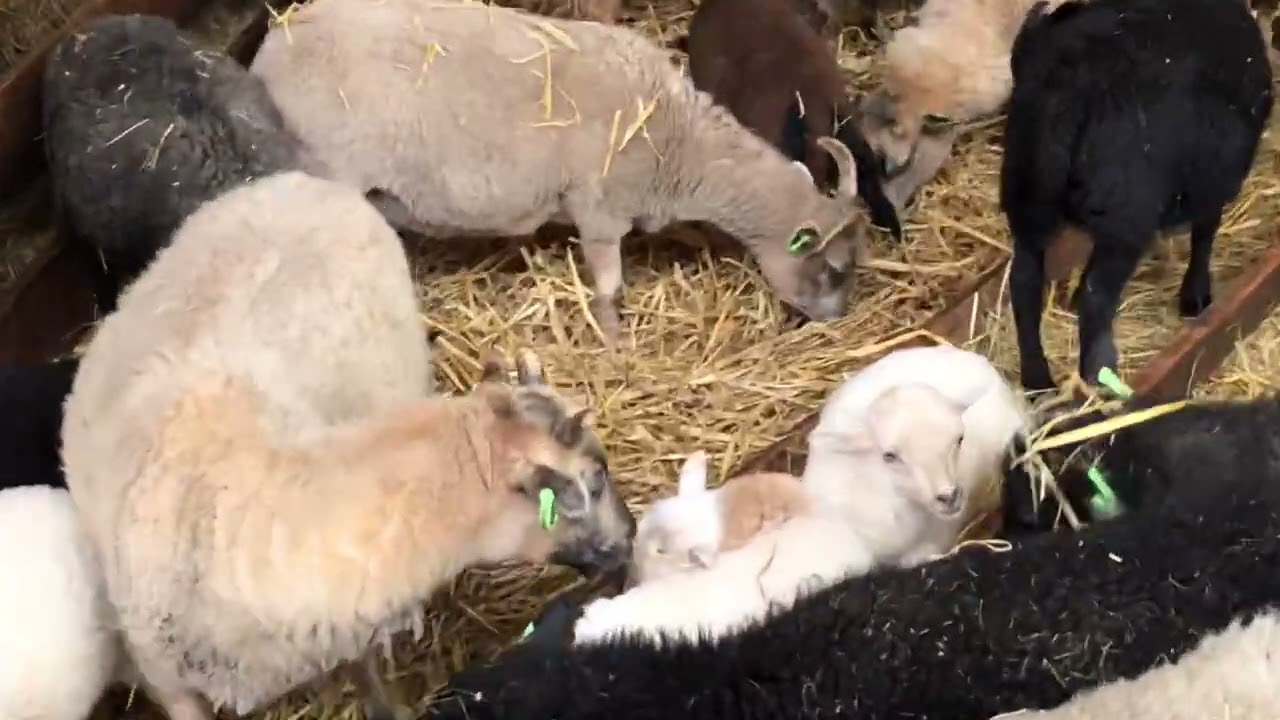 Lammetjes aaien bij schapenboerderij Texel razend populair. Hoe werkt het  business model?