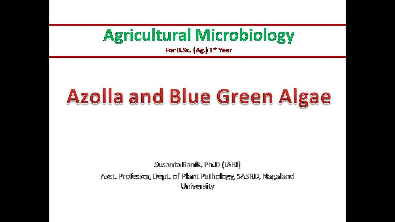 Azolla and BGA | Azolla and Anabaena azollae symbiosis | Symbiotic nitrogen fixation | Biofertilizer