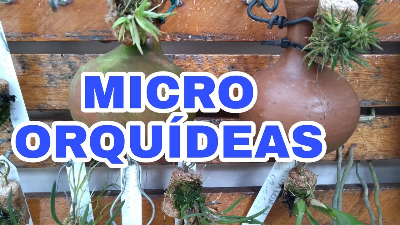 #micro#orquídeas  MICRO ORQUÍDEAS FORMA DE CULTIVO