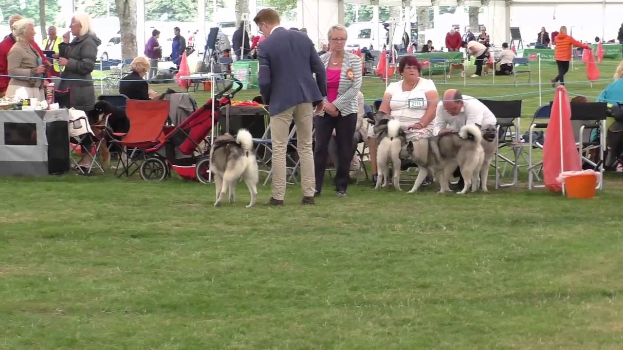 Welsh Kennel Club 2016   Elkhounds