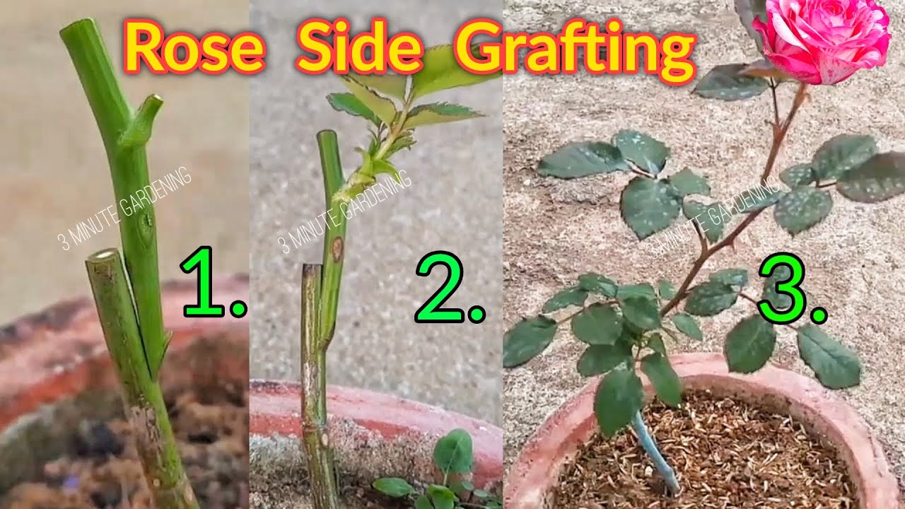Easy Rose Plant Grafting in 3 Minutes | Gulaab Ki Grafting Kaise Kare #rosegrafting