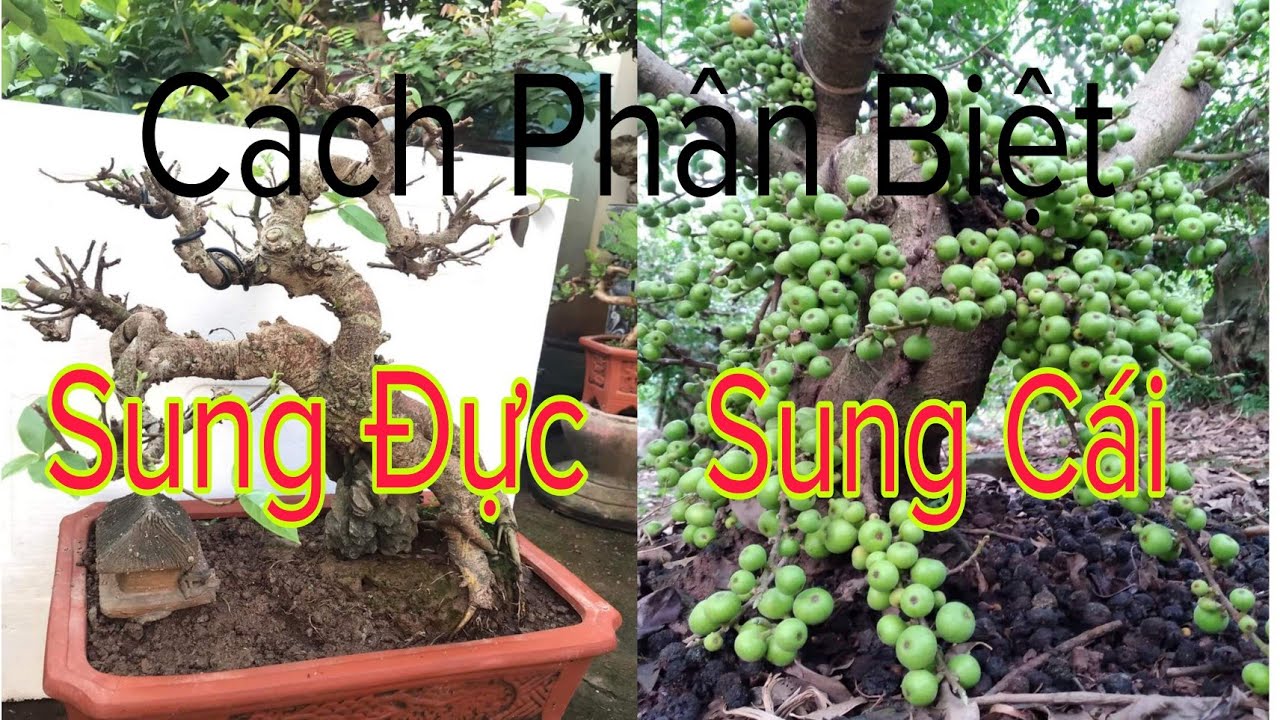 Cách phân biệt các loài sung : Sung Nếp, Sung Tẻ, Sung Tía, Sung Rừng, Sung Đỏ...!