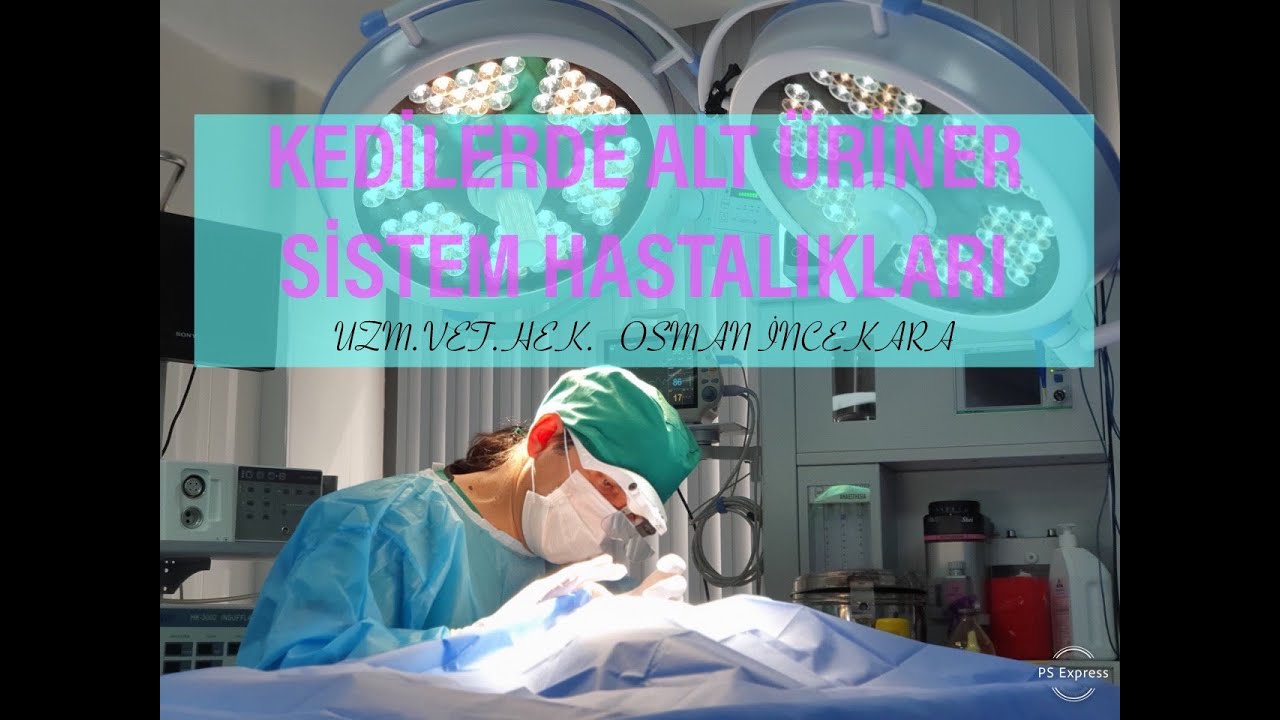 KEDİLERDE ALT ÜRİNER SİSTEM ENFEKSİYONLARI