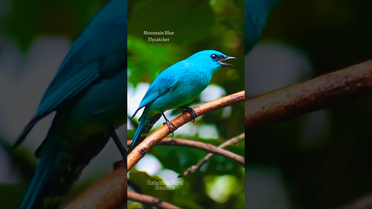 Morning Birdsong from America | Natural Bird Sounds with No Music for Relaxation & Mental Clarity