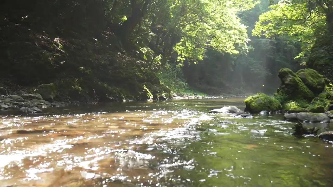 ASMR/morning river with bubbling sounds/cicadas#自然音#流水音#watersounds#riversounds#meditation