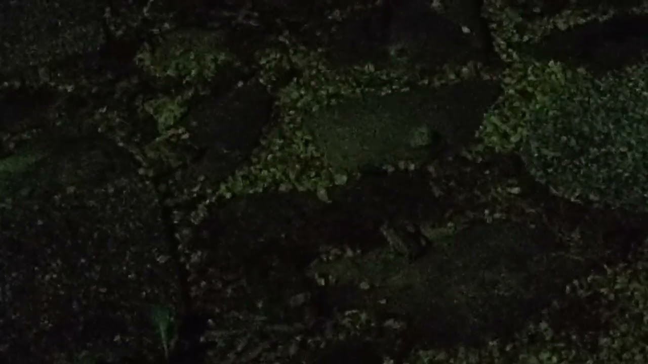 Tree frog calling for rain