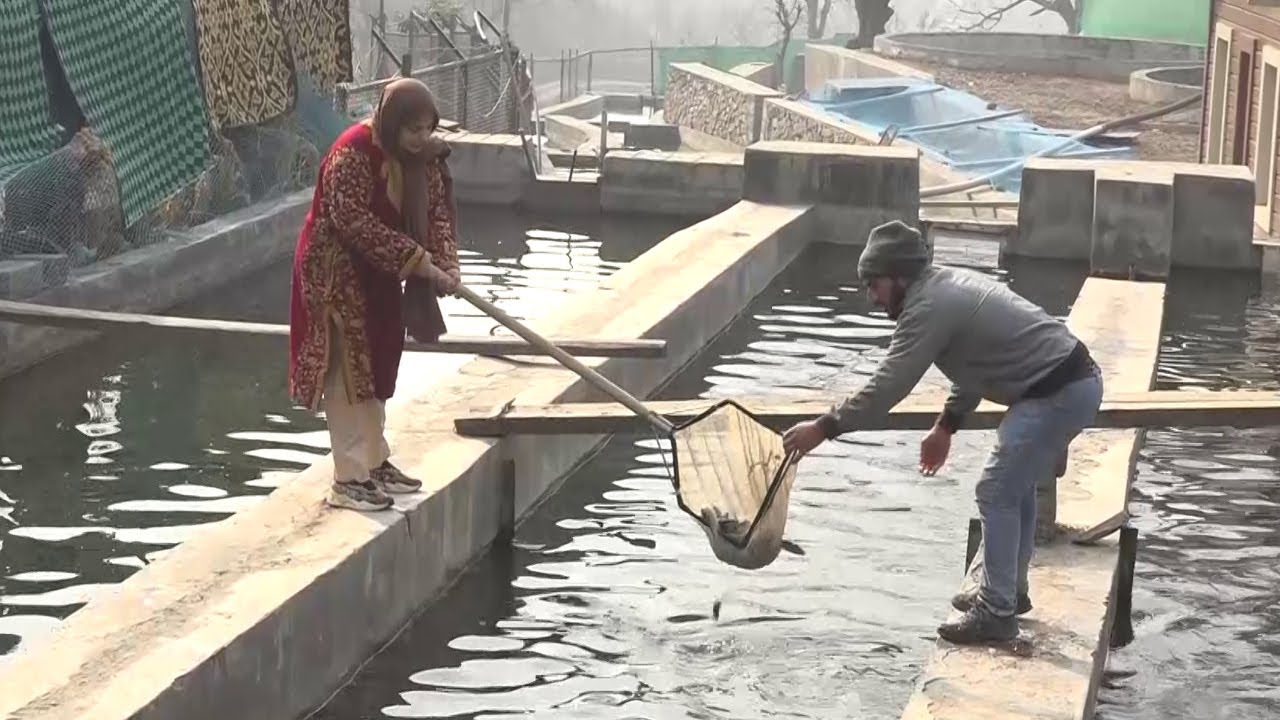 Srinagar: Organic Chemistry Graduate Successfully Running Trot Fish Farm With Husband