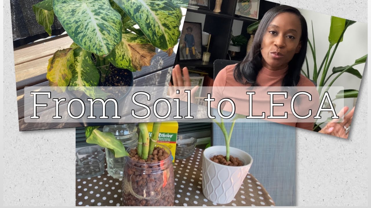 Transferring My Indoor Plant from Soil to Leca I Hydroponics I JerseyWifeJerseyLife
