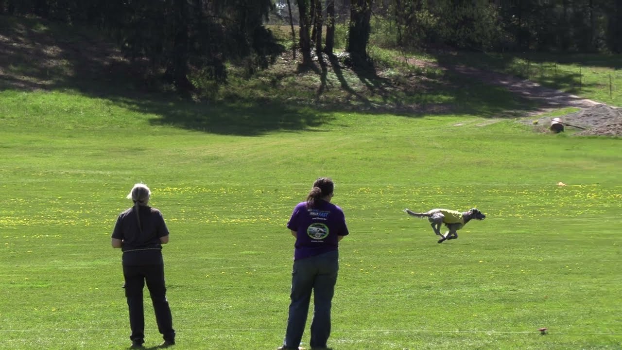Irish Wolfhound AKC Lure Coursing - Alloy (4/14 - Race 2)