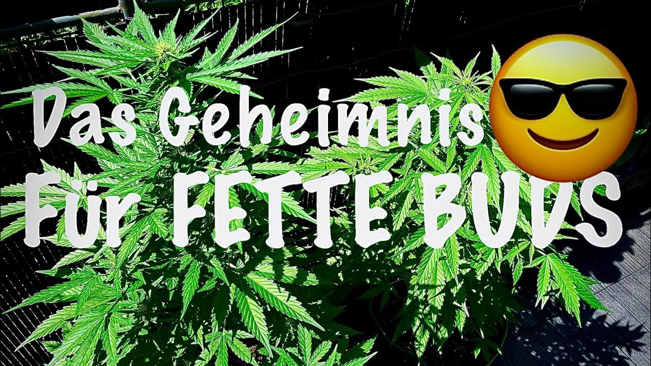 Die SPEZIAL Düngermischung 🤫